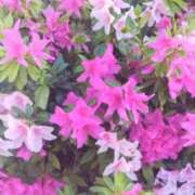 夜風（よかぜ） ツツジと皐月… 熟女の風俗最終章 名古屋店