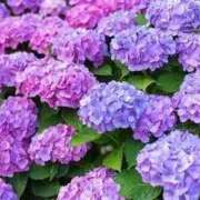 ヒメ日記 2026/05/25 02:15 投稿 夜風（よかぜ） 熟女の風俗最終章 名古屋店
