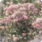 ヒメ日記 2024/12/14 22:26 投稿 ひかり プールサイド新橋店