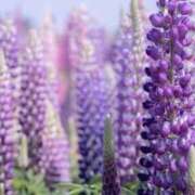 ヒメ日記 2024/12/22 16:14 投稿 ういろ 宇都宮発～正統派清楚系デリヘル！ CHERIMO（シェリモ）