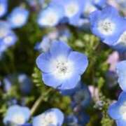 ヒメ日記 2024/12/22 18:21 投稿 ういろ 宇都宮発～正統派清楚系デリヘル！ CHERIMO（シェリモ）