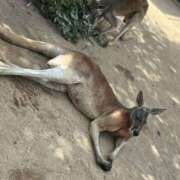 ヒメ日記 2025/05/23 16:25 投稿 かなた 新大阪秘密倶楽部