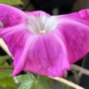 ヒメ日記 2025/07/27 15:05 投稿 かなた 新大阪秘密倶楽部