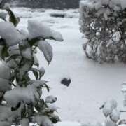もも 雪❄️〜〜〜〜〜 丸妻 横浜本店