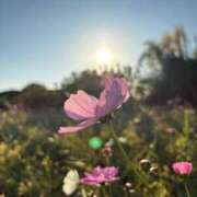 あおい お知らせ 若葉