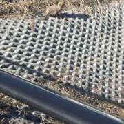 ヒメ日記 2025/01/17 14:24 投稿 ひかり プールサイド