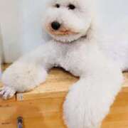 ヒメ日記 2025/01/23 12:10 投稿 ひかり プールサイド