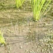 ヒメ日記 2025/06/26 10:15 投稿 ひかり プールサイド