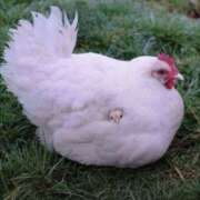 ヒメ日記 2025/12/25 10:45 投稿 ひかり プールサイド