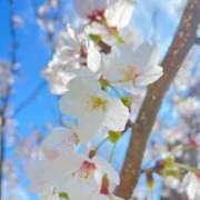 ヒメ日記 2025/04/12 19:59 投稿 ゆい♡幼さ残るゆるふわBOBY♡ 富山高岡ちゃんこ