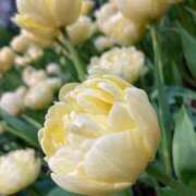 ヒメ日記 2025/12/09 14:57 投稿 ゆい♡幼さ残るゆるふわBOBY♡ 富山高岡ちゃんこ