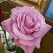 ヒメ日記 2025/12/26 15:41 投稿 ゆい♡幼さ残るゆるふわBOBY♡ 富山高岡ちゃんこ