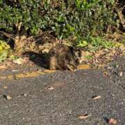 ヒメ日記 2025/08/11 16:41 投稿 ココ 西川口ハートショコラ（シンデレラグループ）