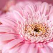 雪乃(ゆきの) S様申し訳ございません。 グランドオペラ横浜