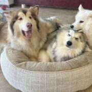 ヒメ日記 2024/12/13 15:24 投稿 もなちゃん ちょい！ぽちゃロリ倶楽部Hip's馬橋店