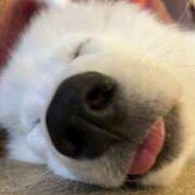 ヒメ日記 2024/12/31 23:14 投稿 もなちゃん ちょい！ぽちゃロリ倶楽部Hip's馬橋店