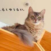 ヒメ日記 2025/07/07 14:50 投稿 あすか abc＋