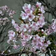 ヒメ日記 2025/03/14 15:12 投稿 ひなた 池袋人妻ヒットパレード（シンデレラグループ）