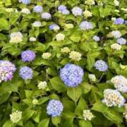 ヒメ日記 2025/05/28 19:01 投稿 ひなた 池袋人妻ヒットパレード（シンデレラグループ）