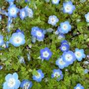 ヒメ日記 2026/04/06 07:03 投稿 ひなた 池袋人妻ヒットパレード（シンデレラグループ）