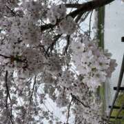 ヒメ日記 2026/04/10 12:28 投稿 えみ Fairy～フェアリー～(神栖)