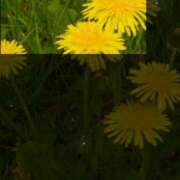 ヒメ日記 2025/04/18 06:39 投稿 ゆうか Fairy~フェアリー~(神栖)