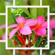 ヒメ日記 2024/12/16 08:59 投稿 まみ 完熟ばなな川崎