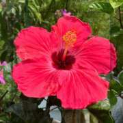 ヒメ日記 2025/01/10 21:54 投稿 まみ 完熟ばなな川崎