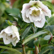 ヒメ日記 2025/03/24 18:14 投稿 まみ 完熟ばなな川崎