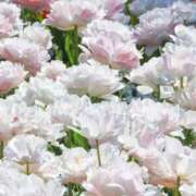 ヒメ日記 2024/12/16 18:45 投稿 あまね 小田原人妻城