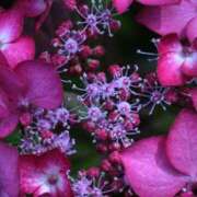 ヒメ日記 2024/12/18 18:48 投稿 あまね 小田原人妻城