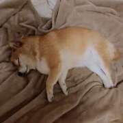 ヒメ日記 2025/12/16 09:03 投稿 森崎 沙奈 30代40代50代と遊ぶなら博多人妻専科24時