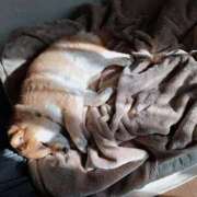 森崎 沙奈 明日から出ます 30代40代50代と遊ぶなら博多人妻専科24時