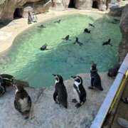 ヒメ日記 2025/03/08 23:29 投稿 らな アネックスジャパン