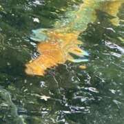 ヒメ日記 2025/03/10 21:09 投稿 らな アネックスジャパン