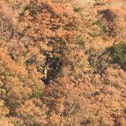 ヒメ日記 2025/03/15 20:46 投稿 らな アネックスジャパン