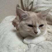 ヒメ日記 2025/12/13 21:28 投稿 あいな エデン