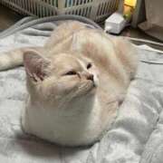 ヒメ日記 2025/12/15 14:41 投稿 あいな エデン