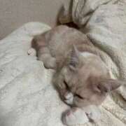 ヒメ日記 2025/12/15 23:51 投稿 あいな エデン