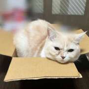 ヒメ日記 2026/03/28 00:51 投稿 あいな エデン