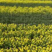 ヒメ日記 2025/04/03 20:31 投稿 あいか ラブコレ