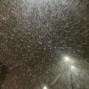 ヒメ日記 2026/01/13 12:16 投稿 まいか 東京妻next (京都グループ)