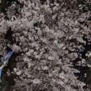 ヒメ日記 2026/03/28 13:29 投稿 まいか 東京妻next