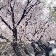 ヒメ日記 2026/03/30 14:16 投稿 まいか 東京妻next