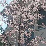 ヒメ日記 2025/03/21 12:06 投稿 愛花 昼顔妻 五反田店