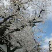 ヒメ日記 2025/04/02 12:07 投稿 愛花 昼顔妻 五反田店