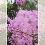 ヒメ日記 2025/06/04 12:12 投稿 愛花 昼顔妻 五反田店