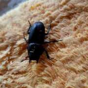 ヒメ日記 2025/07/24 08:59 投稿 白雪由夏 プレジデントクラブ