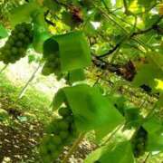 ヒメ日記 2025/09/08 19:59 投稿 白雪由夏 プレジデントクラブ