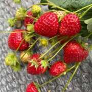 ヒメ日記 2025/01/22 16:03 投稿 千里丘まい THE痴漢電車.com